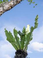 beautiful fresh asplenium nidus green long leaves in pot in blue sky frame. elegance tropical tree  with copy space and big branch. photo