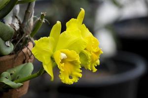 side view beauty fresh yellow Daffodil flower with green leaves hanging in ceramic pot. photo