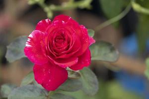 beauty topview soft red rose multi petals abstract shape with green leaves in botany garden. symbol of love in valentine day. soft fragrant aroma flora. photo