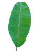 Fresh abstract banana green leaf color. Isolated on white background with clipping path photo