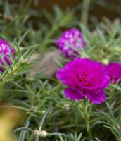 macro belleza violeta musgo fresco rosa verdolaga flor con hojas verdes en el jardín botánico. foto