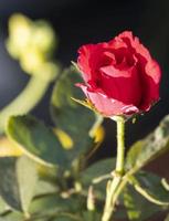 beauty soft red rose multi petals abstract shape with green leaves in botany garden. symbol of love in valentine day. soft fragrant aroma flora. photo
