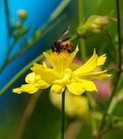 belleza macro pétalos rojos amarillos frescos y abeja comen miel en flor de cosmos de polen de oro que florece en el jardín botánico con espacio de copia. foto