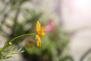 vista lateral belleza fresca naranja pétalos rojos polen dorado cosmos flor que florece en el jardín botánico con espacio para copiar. foto