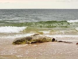 tiburón tumbado en la playa de arena muerto y con corte de aletas. daño de peces de roca gris en el mar. foto