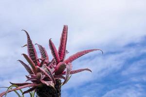 fresh cryptanthus elan or urn plant red and gray color tree with blue sky background in botany garden in summer season. photo