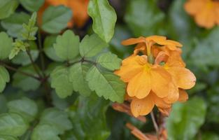 fresh layer petal blooming orange flower abstract shape with green leaf in botany garden. photo