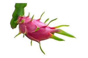 side view red and green fresh dragon fruit. Isolated on white background with clipping path. photo