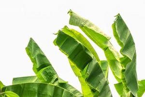 group of fresh big banana tree green leaves color. Isolated on white background. photo