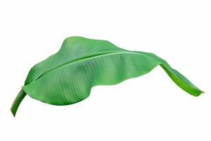 beauty Fresh abstract banana green leaf color. Isolated on white background with clipping path photo