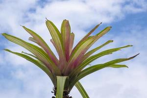 fresh bromeliad or urn plant red and green color tree with blue sky background in botany garden in summer season. photo