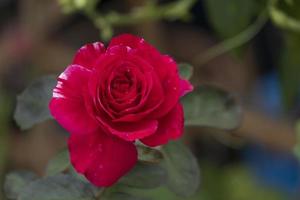 beauty topview soft red rose multi petals abstract shape with green leaves in botany garden. symbol of love in valentine day. soft fragrant aroma flora. photo