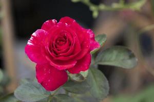 beauty topview soft red rose multi petals abstract shape with green leaves in botany garden. symbol of love in valentine day. soft fragrant aroma flora. photo