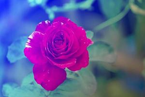 beauty abstract topview soft red rose multi petals abstract shape with green leaves in botany garden. symbol of love in valentine day. soft fragrant aroma flora. photo