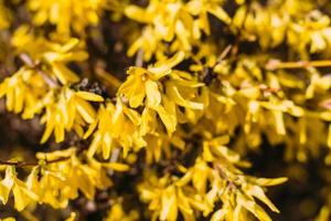 gran arbusto de flores amarillas de la planta de forsythia o árbol de pascua, en un jardín en un soleado día de primavera foto