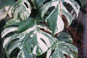 Monstera green leaves or Monstera Deliciosa, background or green leafy tropical forest patterns. photo