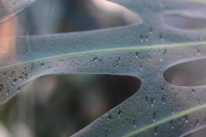 Monstera green leaves or Monstera Deliciosa, background or green leafy tropical forest patterns. photo