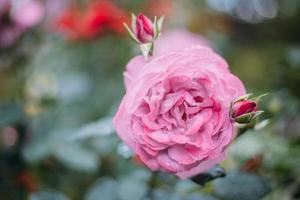 pink roses in the garden after rain in the morning photo