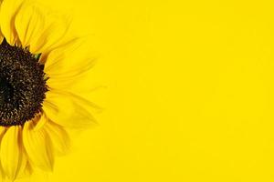 Beautiful fresh sunflower on bright yellow background. photo