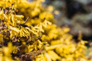 gran arbusto de flores amarillas de la planta de forsythia o árbol de pascua, en un jardín en un soleado día de primavera foto