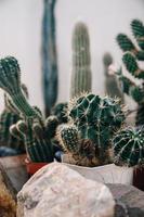 grandes cactus en las macetas. divertidos cactus para la decoración del hogar. foto