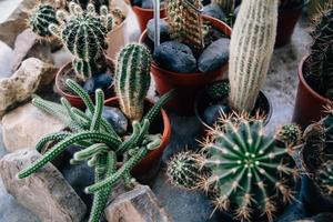 grandes cactus en las macetas. divertidos cactus para la decoración del hogar. foto