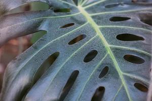 Monstera green leaves or Monstera Deliciosa, background or green leafy tropical forest patterns. photo