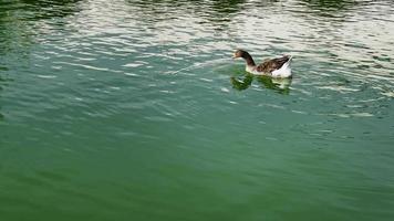 animal oie cendrée dans le lac vert video