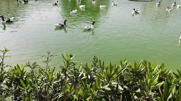 ganso de greylag animal no lago verde video