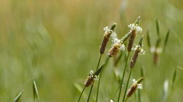 zachte natuurlijke plant in de wind video