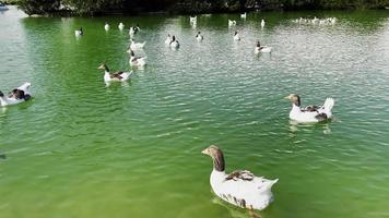 Animal Greylag Goose in Green Lake video