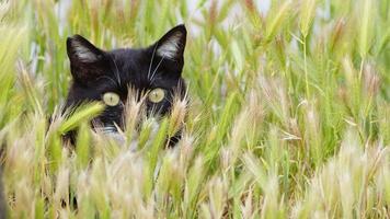 mamífero animal doce animal de estimação gato video