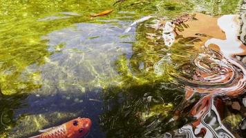 peixes coloridos em uma piscina de água verde