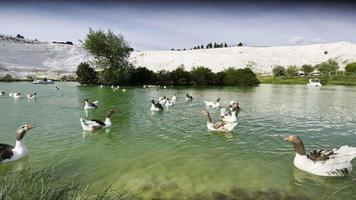 grågås i sjön i termiskt källvatten plats pamukkale i Turkiet video