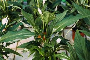 close up of plants in pots at greenhouse photo