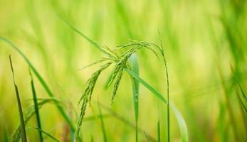 Rice plant, the head of rice that is producing food and flour. Green rice plants in the fields of farmers who grow rice for food and distribute. photo