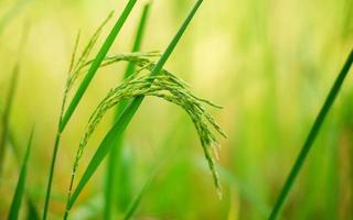 Rice plant, the head of rice that is producing food and flour. Green rice plants in the fields of farmers who grow rice for food and distribute. photo
