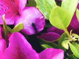 Ant in pink flower Azalea in a garden. Close-up photo