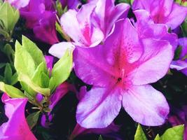 Pink flowers Azalea in a garden. Close-up photo