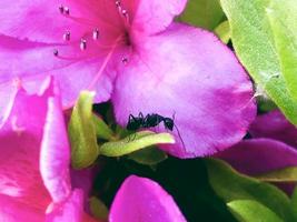 Ant in pink flower Azalea in a garden. Close-up photo