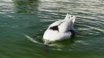 ganso de ganso silvestre animal en lago verde
