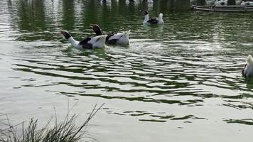 ganso de ganso silvestre animal en lago verde video