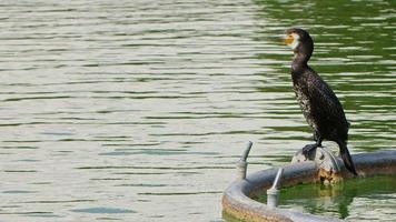 tierischer kormoran auf brunnenmetallrohr im grünen see