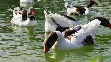 tierische Graugans im grünen See video