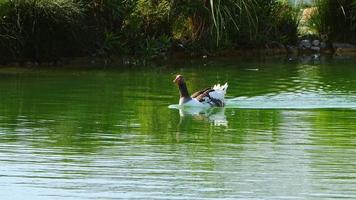 tierische Graugans im grünen See video