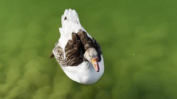 ganso de greylag animal no lago verde video