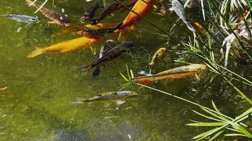 poissons colorés dans une piscine d'eau verte video