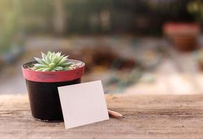 Succulent plant and paper photo