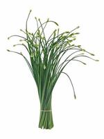 Vegetable - Chinese chives flower photo
