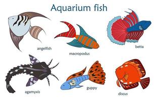 Set with cute and colorful aquarium fish. A beautiful set with six bright fish. Vector illustration